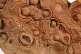 Flower-Like Sandstone Concretion - Pseudo Stromatolite #289479-2